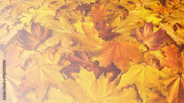 Obraz A layer of fallen maple leaves