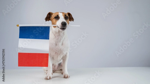 Obraz Jack Russell Terrier dog holding a French flag on a white background. 
