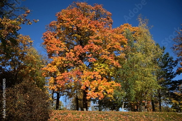 Obraz autumn trees in park