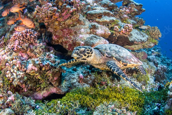 Fototapeta Sea turtle on the reef, French Polynesia, Pacific