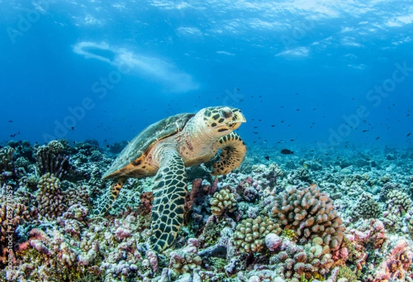 Fototapeta Sea turtle on the reef, French Polynesia, Pacific