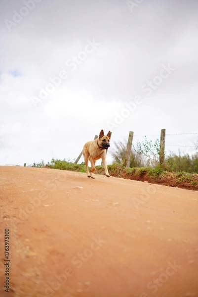 Obraz german shepherd dog on the mountain
