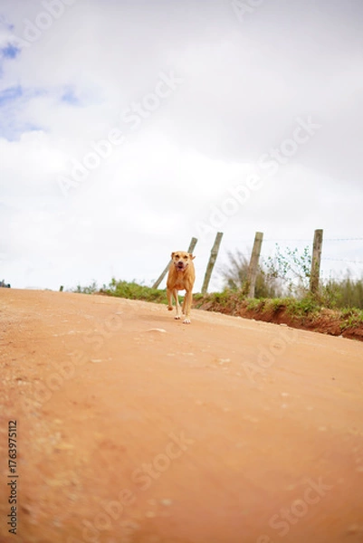 Obraz dog running in the rural road