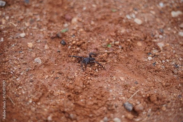 Obraz spider on the ground