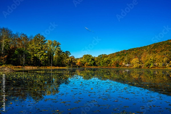 Fototapeta Autumn Landscapes with trees and Sky