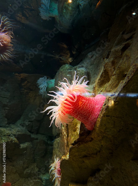 Fototapeta Phylum Porifera is Vibrant Pink Sea Anemone Adorning Rugged Rocks In A Sparkling Underwater Aquarium Scene