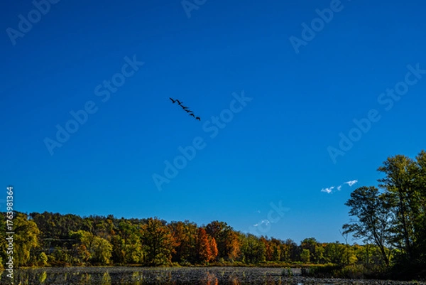 Fototapeta Autumn Landscapes with trees and Sky