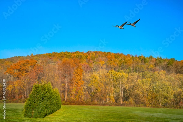 Fototapeta Autumn landscape with trees and sky