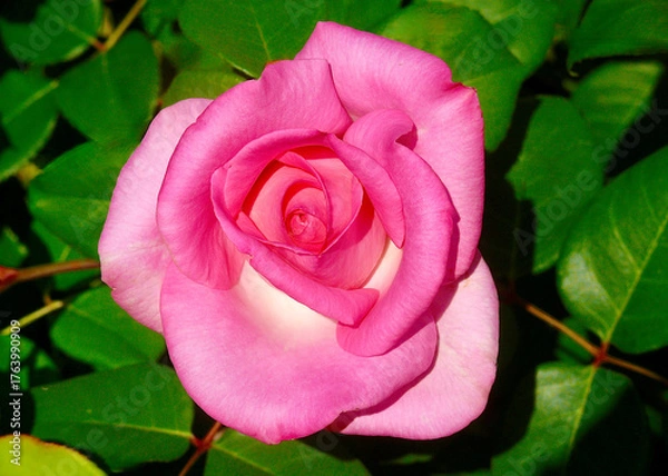 Obraz pink rose on green background