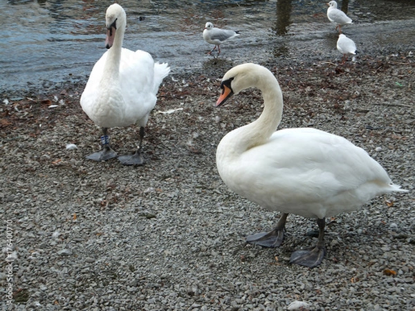 Fototapeta Swans on the beach in the lake district