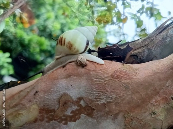Fototapeta white snail, tree snail, albino snail (amphidromus inversus) crawling on a branch