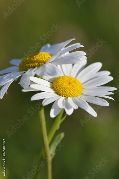 Fototapeta Magerwiesen-Margerite