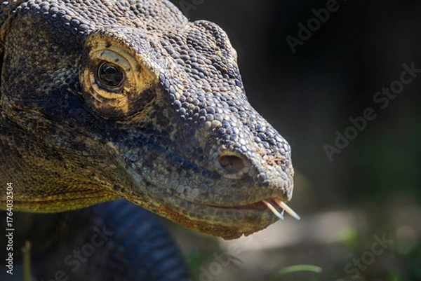 Obraz Giant lizard head, komodo dragon