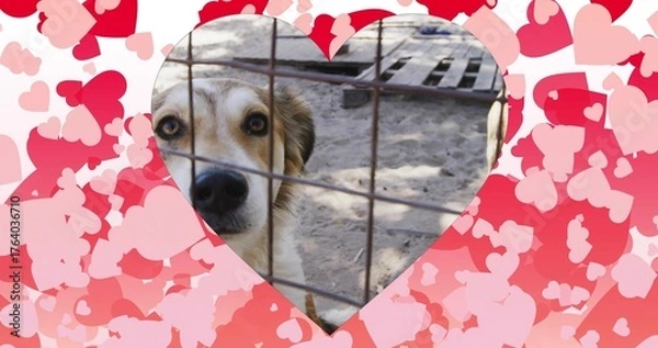 Obraz Standing white tan dog behind metal wire fence in kennel with wooden pallet, heart cutout