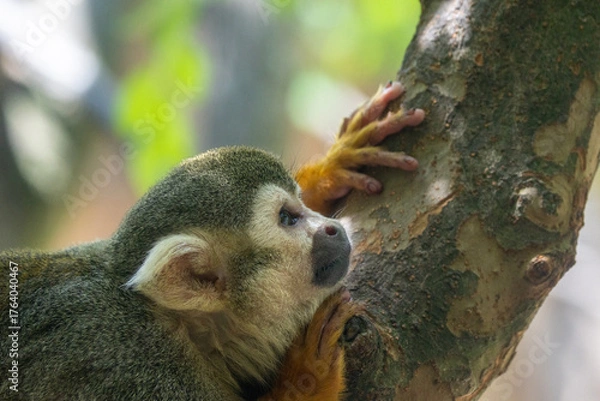 Obraz Smalle squirrel monkey on a branch
