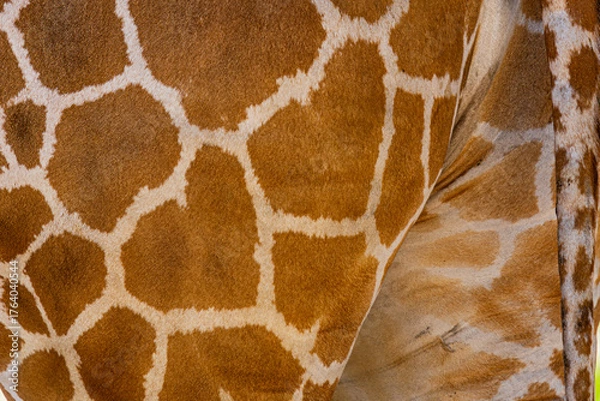 Obraz Giraffe print with hearts