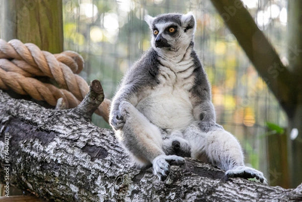 Obraz Ring tailed lemur sitting 