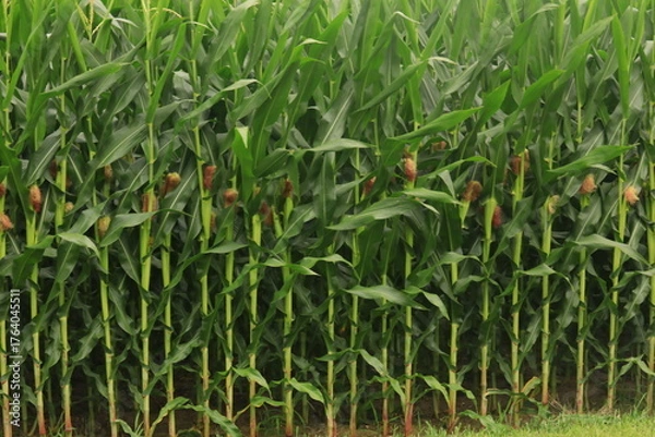 Obraz Sweet corn fields ready for harvest