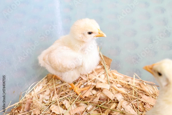 Fototapeta 生まれたての可愛いひよこ