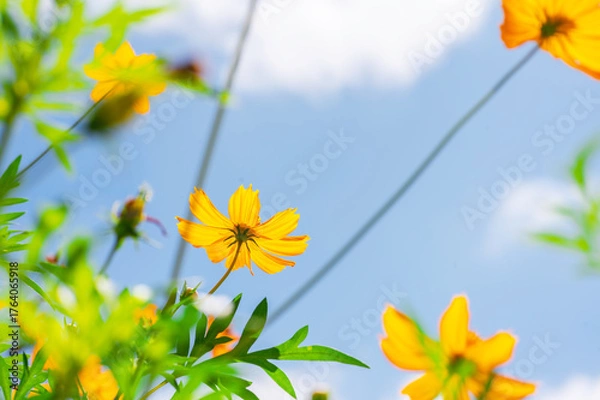 Obraz Yellow cosmos flower in beautiful park under the blue sky