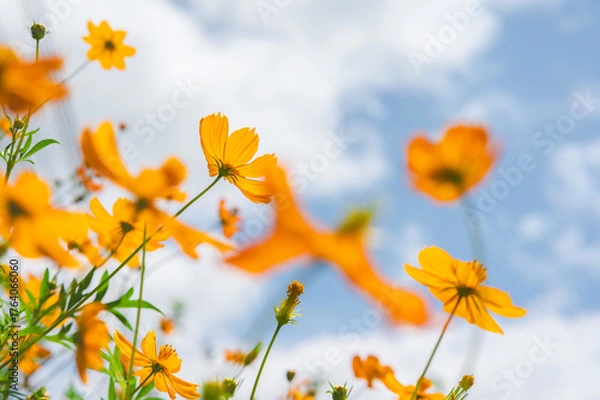 Obraz Yellow cosmos flower in beautiful park under the blue sky