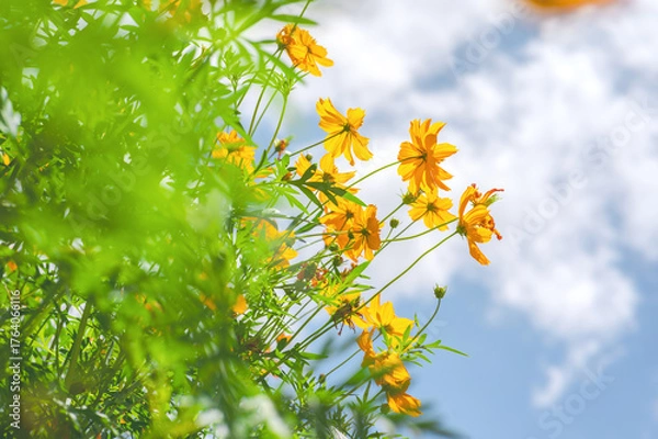 Obraz Yellow cosmos flower in beautiful park under the blue sky