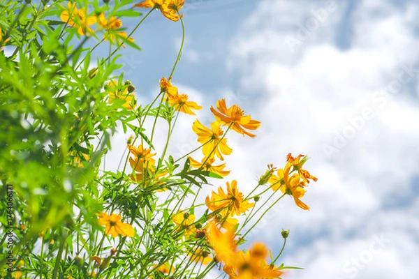 Obraz Yellow cosmos flower in beautiful park under the blue sky