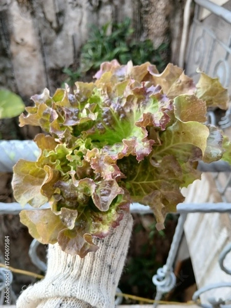 Fototapeta Fresh Red Oakleaf Lettuce Growing in Garden