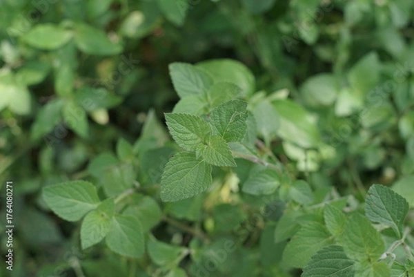 Fototapeta Lush green leaves of a thriving plant captured in natural light, showcasing organic growth and detailed botanical texture, ideal for themes of nature and freshness