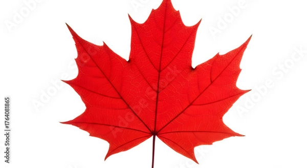 Fototapeta Single vibrant red maple leaf symbolizing autumn season, nature, and Canadian identity graphics isolated PNG with Transparent Background