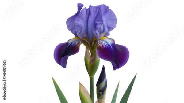 Fototapeta Single deep purple iris flower with green stem and leaves against a black background