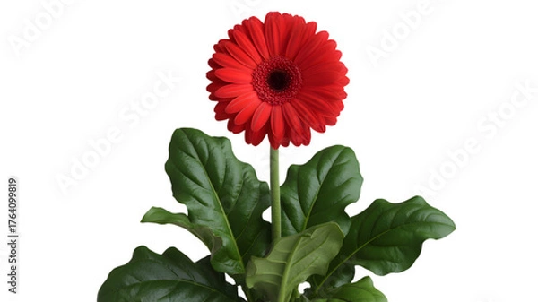 Fototapeta Vibrant red gerbera daisy with lush green leaves against a dark background