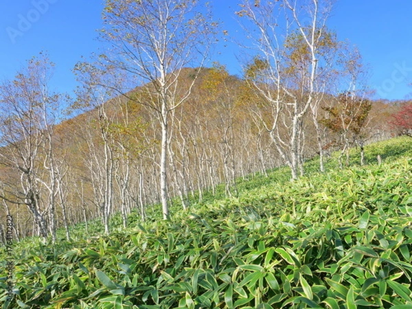 Obraz 霧降高原八平が原からの丸山
