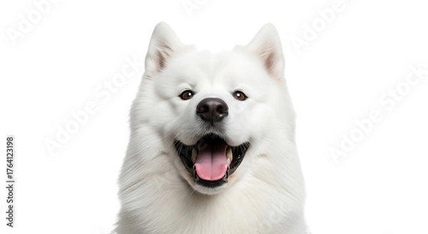 Obraz Closeup of a happy samoyed dog isolated on transparent background, smiling at camera
