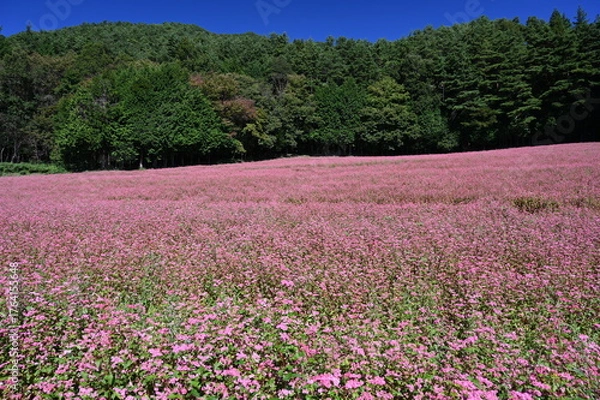 Fototapeta 赤蕎麦の里