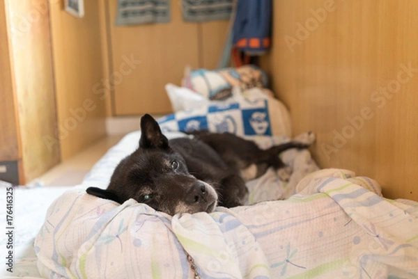 Fototapeta お昼寝をする老犬