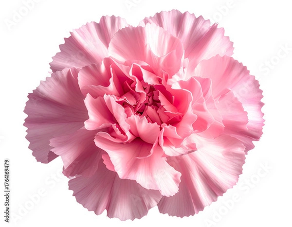 Obraz  Close-Up of Single Pink Carnation Flower from Front, Isolated on Transparent Background