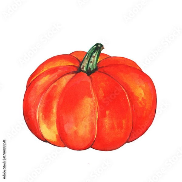 Obraz Pumpkin Isolated on white background. Hand drawn pumpkin Watercolor. Vegetables, harvest, colored botanical illustration.