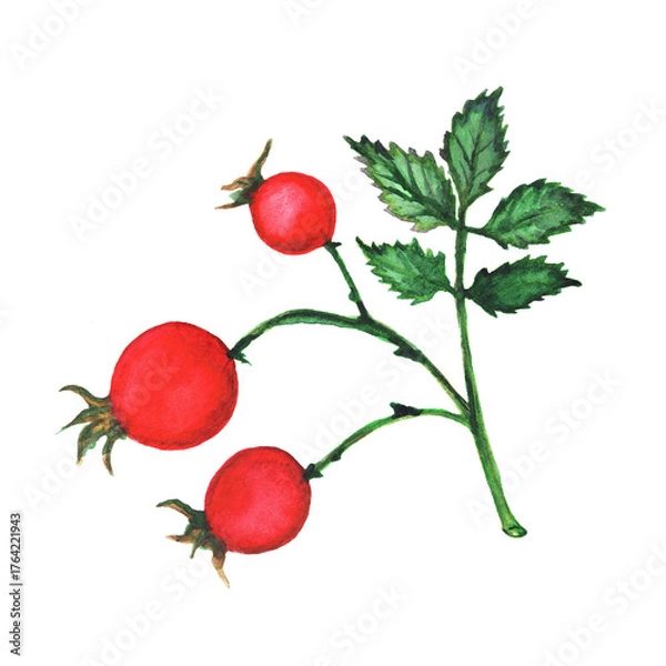 Obraz Bright rose hips on a branch with leaves. Watercolor autumnal floral element isolated on a white background. Hand-drawn red berries for decorating cards and posters.