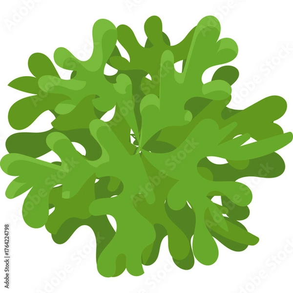 Fototapeta Top View of Green Leafy Plant with Irregular Shape Against White Background