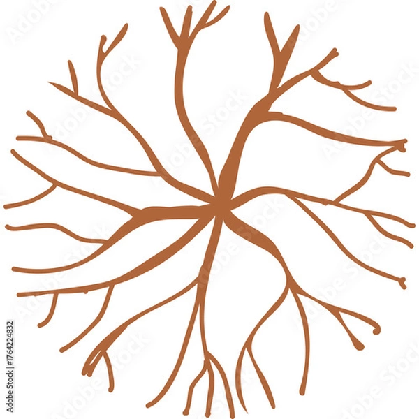 Fototapeta Top View Stylized Tree Roots And Branches Abstract Design In Brown On Transparent Background