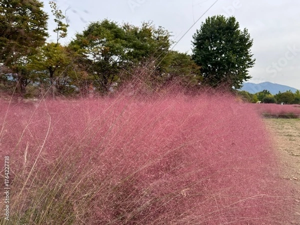 Fototapeta 핑크뮬리