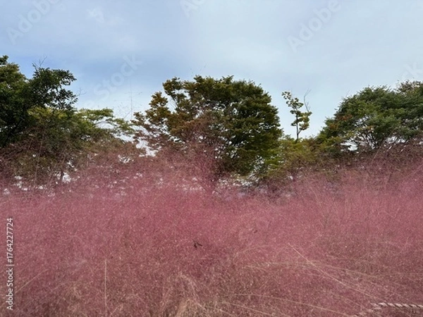 Fototapeta 핑크뮬리