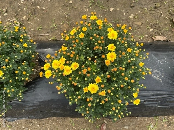 Fototapeta 국화꽃