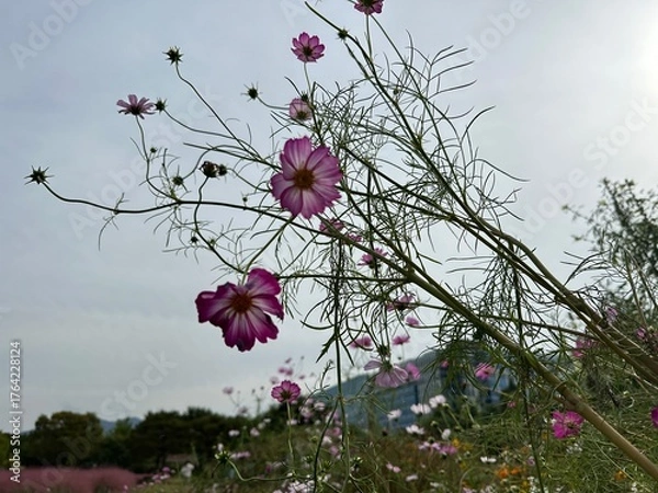 Fototapeta 분홍색 코스모스