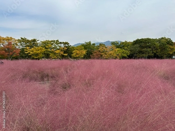 Fototapeta 핑크뮬리