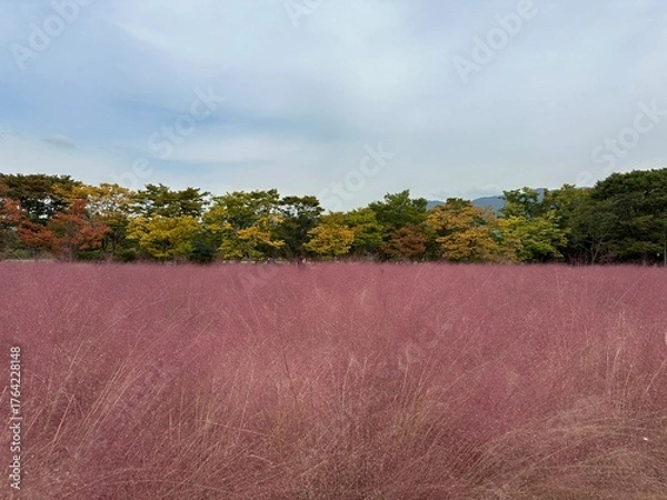 Fototapeta 핑크뮬리