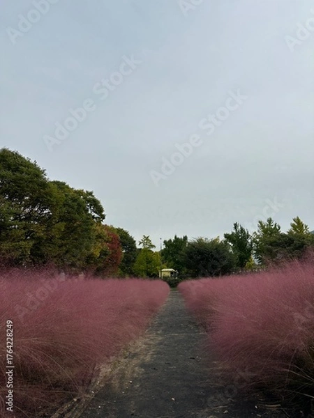 Fototapeta 핑크뮬리