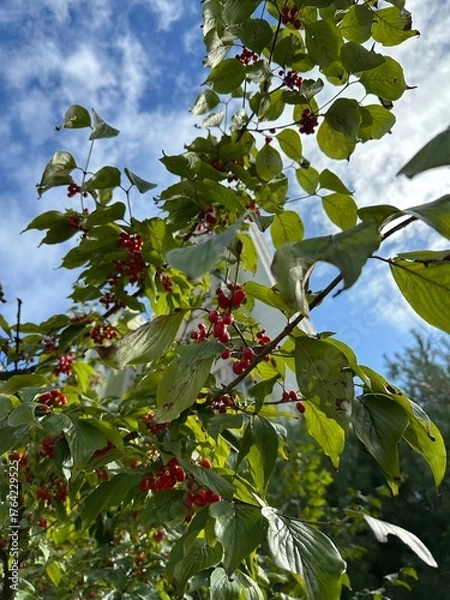 Fototapeta 보리수 열매