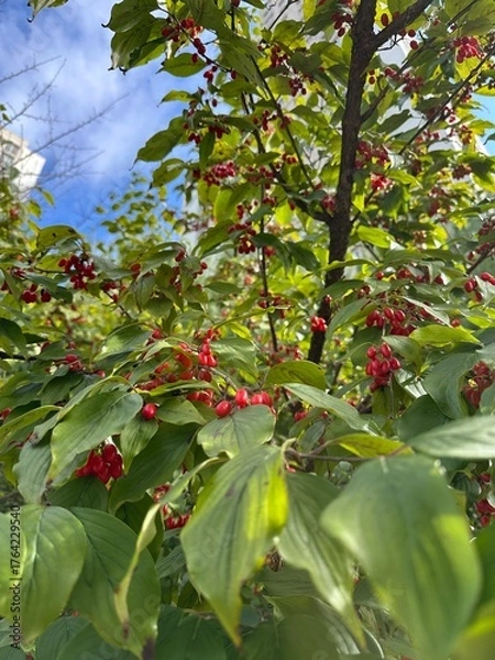 Fototapeta 보리수 열매